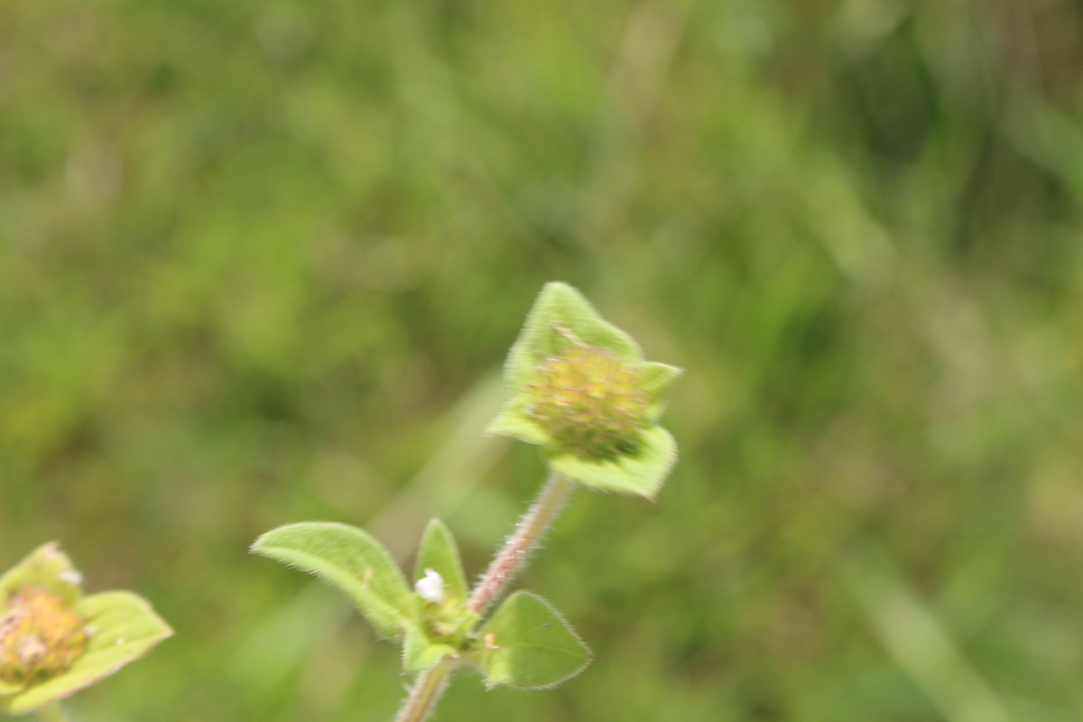 Richardia brasiliensis Gomes